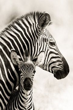 Zebra moeder met veulen