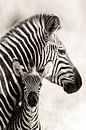 Zebramutter mit Fohlen von Ed Dorrestein Miniaturansicht