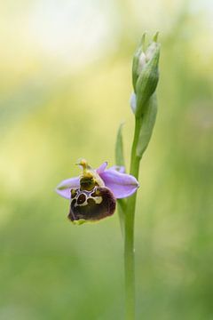 Orchidée sur Iris Waanders