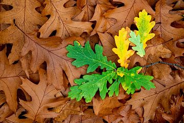 Autumn leaves diversity: English oak meets red oak (brown-green)