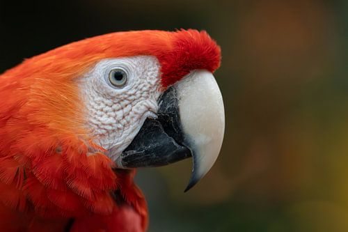 Ara van Anja Wessels Fotografie