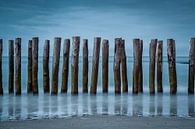 Standing Strong IV by Frank Hoogeboom thumbnail