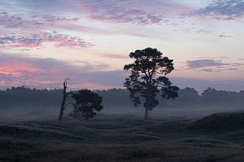 Zonsopkomst boven heiden veld Heidestein Utrechtse Heuvelrug.