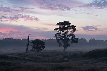 Sonnenaufgang über dem Heidefeld Heidestein Utrechtse Heuvelrug. von Peter Haastrecht, van