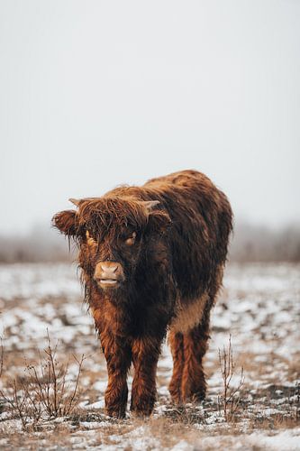 Scottish Highland cow calf in winter