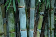 Bambus von Marieke Funke Miniaturansicht