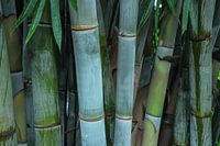 bamboo