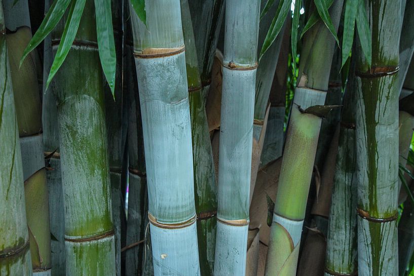 Bambus von Marieke Funke