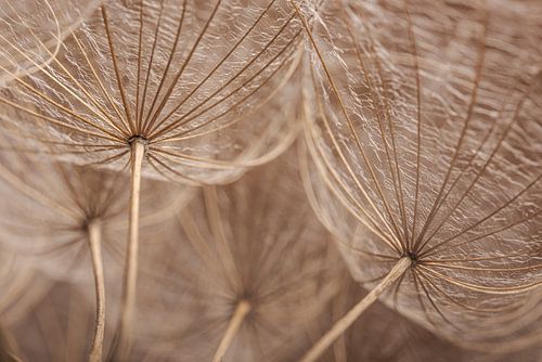 Rust in de natuur: Hout kleurige pluizenbol van binnenuit