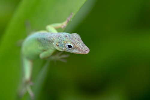 Eidechse von Johan Buitelaar