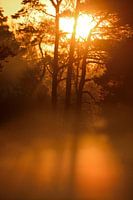 lever du soleil dans le brouillard