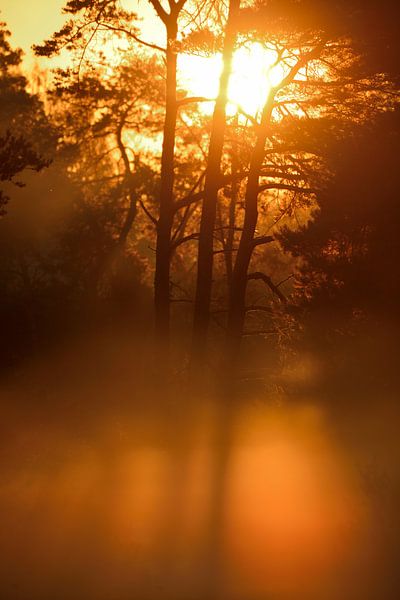 lever du soleil dans le brouillard par Petra De Jonge