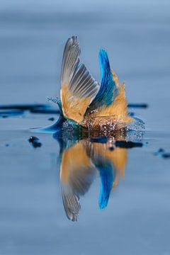 Kingfisher - splash by Kingfisher.photo - Corné van Oosterhout