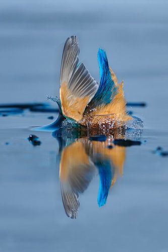 IJsvogel - Plons