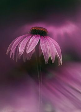 Rote Sonnenblume / Echinacea purpurea