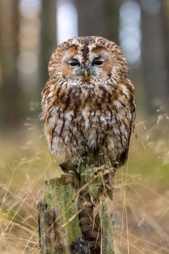Tawny owl on edge by Teresa Bauer