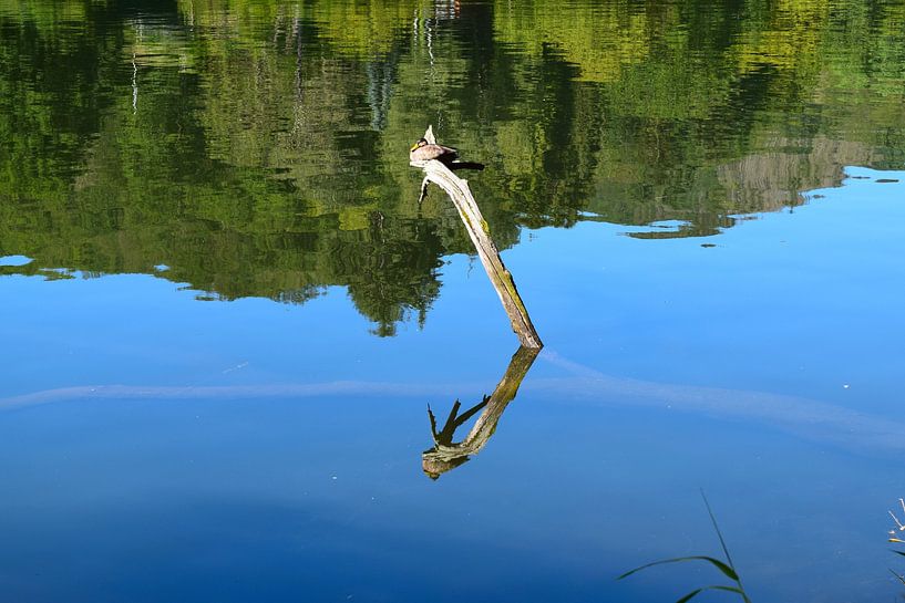 Sonnenbadende Ente auf Baumstamm, reflektiert im Wasser von Studio LE-gals