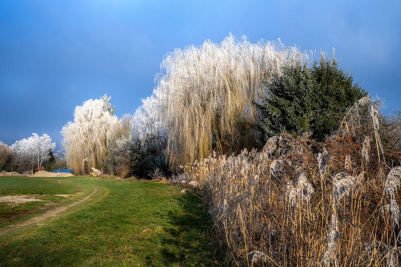 Treurwilg bedekt met rijp van ManfredFotos