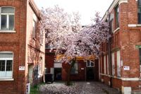Magnolia