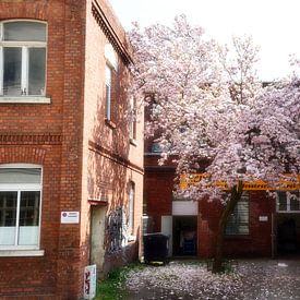Magnolienbaum - Leipzig von Marcel Ethner