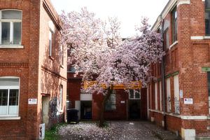 Magnoliaboom
