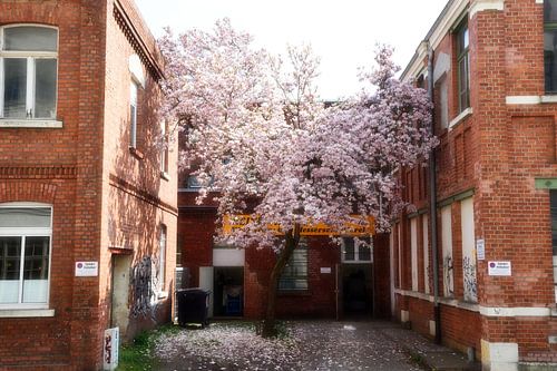 Magnoliaboom van Marcel Ethner