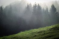 Mist in het bos van Martin Wasilewski thumbnail