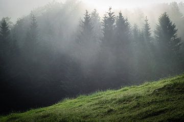 Brouillard dans la forêt sur Martin Wasilewski