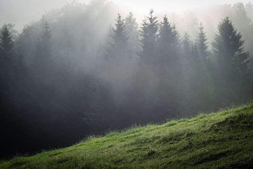 Mist in het bos van Martin Wasilewski