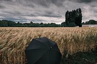 Der schwarze Wächter im goldenen Meer