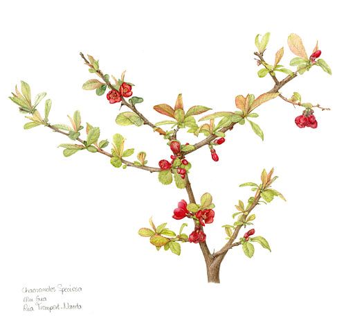 Botanical illustration of a Chaenomeles speciosa, Japanese dwarf woe