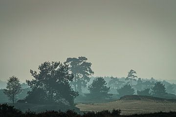 Couliss landscape Veluwe by Mischa Corsius