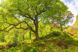 Parc national de Killarney (Irlande)