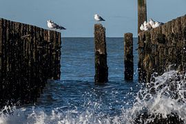 Breakwater by Fokelien Broekstra