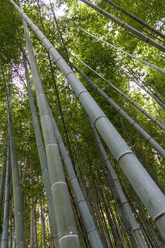 bamboebos van ton vogels