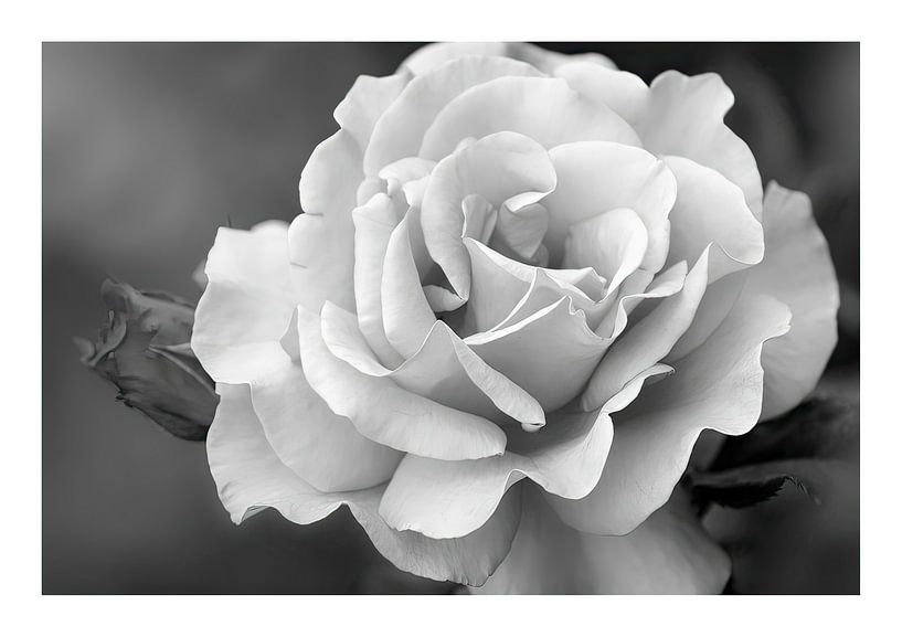 Bloem van Peter Balan
