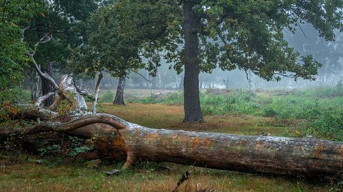 Gevallen boom als voorgrond tegen een mistige morgen in het bos