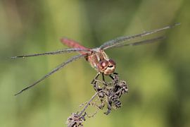 Libel op brandnetel by Rob Hendriks