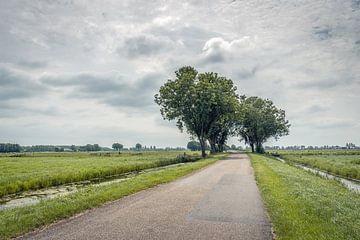Lange niederländische Polderstraße mit Bäumen