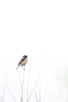 Dieren 6 van Mariëlle de Valk