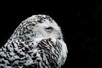 The Snowy Owl