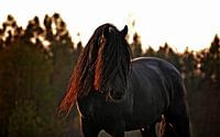 Black stallion van Irene Grabienski thumbnail