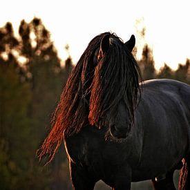 Black stallion von Irene Grabienski