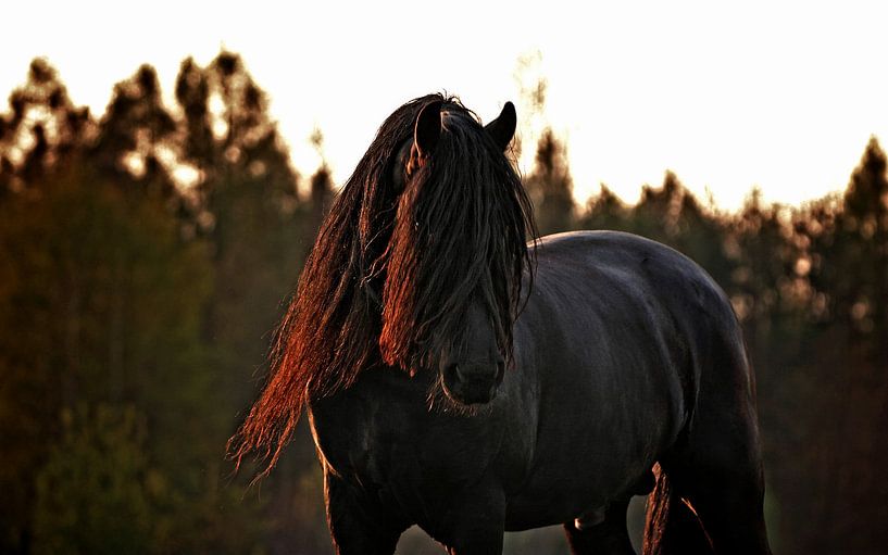 Black stallion by Irene Grabienski