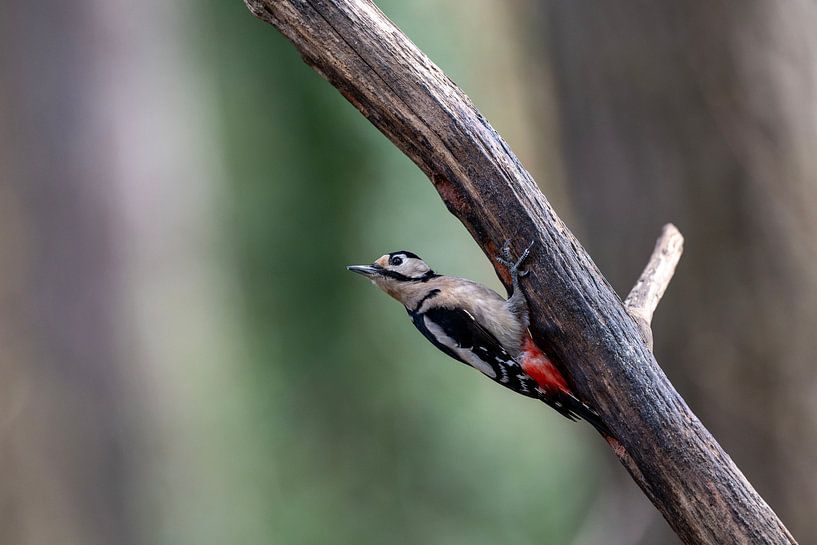 Grote bonte specht  Dendrocopos major van Egon Zitter