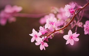 Frühlingslandschaft mit blühenden Kirschbaum Illustration von Animaflora PicsStock