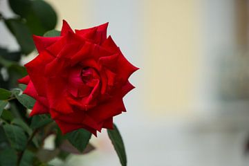 Riesige schöne rote Rosenblüte in einem Garten im Frühling von adventure-photos