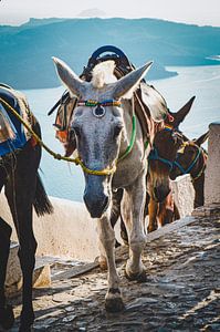 Ezels op het Griekse eiland Santorini van Daphne Groeneveld