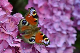 Peacock butterfly by Chrissy