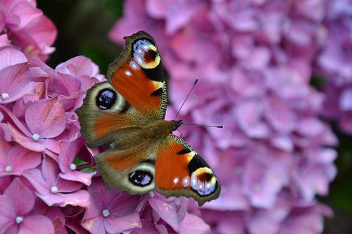 Tagpfauenauge Schmetterling